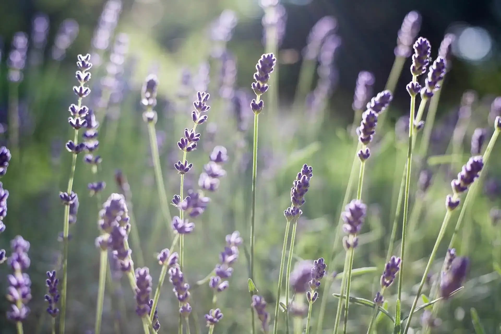 Message Form Background